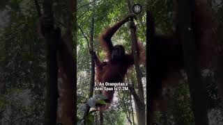 5 Interesting Facts About Orangutan orangutan wildlife animals facts shorts [upl. by Odnalor905]