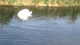 Trout Fishing on Driffield Beck [upl. by Dott]