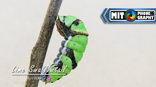 Female Papilio demoleus Lime Swallowtail  Caterpillar to Butterfly Transformation  Timelapse [upl. by Sabine]