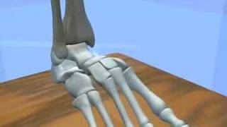 Ankle amp Subtalar Joint Motion Function Explained Biomechanic of the Foot  Pronation amp Supination [upl. by Furgeson]