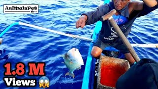 Surigao quotPalangre Fishingquot Catch GIANT TITAN TRIGGERFISH or quotPapakolquot Catch and Cook [upl. by Bolitho48]