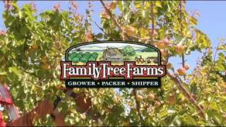 Apricots From Family Tree Farms [upl. by Scammon]