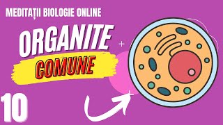 Organite comune  Admitere la Medicina Doza de Biologie [upl. by Paapanen]