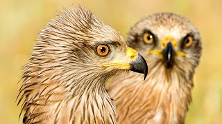 ✅ Diafragma y tamaño de sensor 📷 Curso fotografía de aves 510 [upl. by Nylegna]