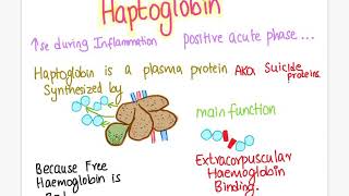 Haptoglobin functions  veterinary haematology [upl. by Monteria9]