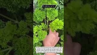 How to Pick Fresh Parsley [upl. by Brana]