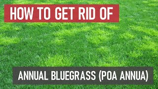 How to Get Rid of Annual Bluegrass Poa annua Weed Management [upl. by Cassil]