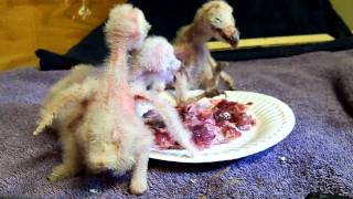 Barn Owls eating [upl. by Helaina989]