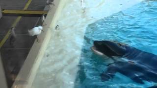 Orca catches on live bait  Косатка ловит на живца [upl. by Nnyre]