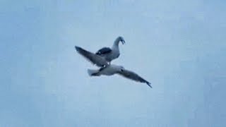 Seagull riding on another seagull [upl. by Nifled]