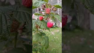 🌿RED RASPBERRIES🌿rubus idaeus [upl. by Aldrich]