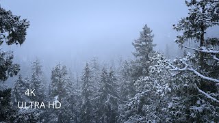 Snow in the Forest  4k video [upl. by Ettennan]