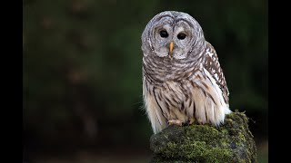 Barred Owl Call [upl. by Courcy379]