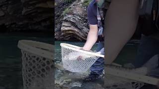 HUGE Mountain Whitefish Bow River fishing shorts [upl. by Rexanne920]