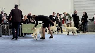 DOG SHOW NITRA CACIB MARY QUEEN 17 02 2024 [upl. by Notserk]