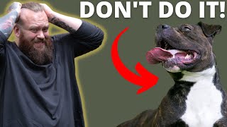 WHY YOU SHOULDNT GET A STAFFORDSHIRE BULL TERRIER [upl. by Daniel]