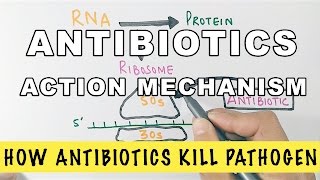 Antibiotics  Mechanisms of Action Animation [upl. by Tabbie689]