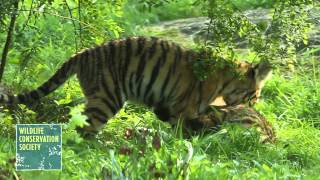 Bronx Zoo Tiger Cubs Pounce and Play [upl. by Haonam385]