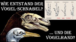 Vom Dino zum Vogel Teil 5 Schnabel Finger Becken und Gabelbein [upl. by Haase404]