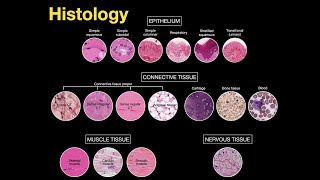 Introduction to Histology [upl. by Eneleahs677]