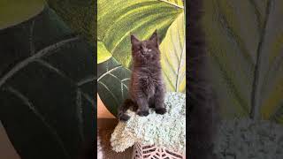 Erik Blue Maine Coon Male Kitten Available Now  Purebred Kitties [upl. by Bonnee]