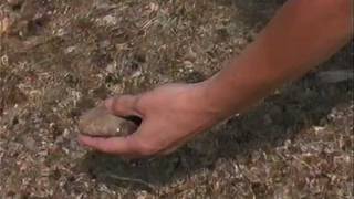 All About Petoskey Stones [upl. by Ajoop7]