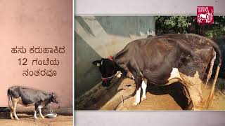 Ethnoveterinary formulation for Retention of Placenta Kannada [upl. by Ettennaj152]