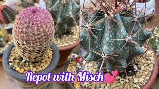 Repotting My Ferocactus amp Rainbow Cactus With Beautiful Pots From PotMomma🤩 [upl. by Sherie838]