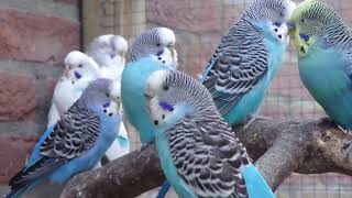 Parkieten geluiden – Parakeet sounds – Lovebird sounds – Budgie sounds – Budgerigar sounds [upl. by Todhunter885]