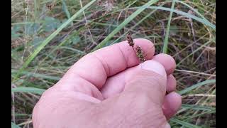 Carex tomentosa  Downyfruited Sedge  ostřice plstnatá  240815 [upl. by Don560]