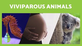 What are VIVIPAROUS ANIMALS 🐍  🧍 Characteristics and examples [upl. by Montford]