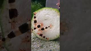 🥒feeding antidote of bacteria to these shrimp🔥🔥🔥 shrimp youtubeshorts shortvideos [upl. by Peirce582]