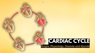 Blood Flow Through the Heart Made Easy  Cardiac Circulation Animation [upl. by Catima]