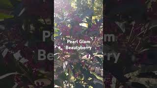 Peal Glam Beautyberry Beautiful fall berries perennial fallblooms gardening [upl. by Stern301]