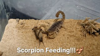 Scorpion Feeding VERY AGGRESSIVE amp HUNGRY SCORPION [upl. by Eiramassenav]