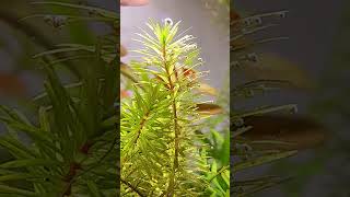 Rotala bangladesh creando oxígeno aquascape aquaticplants aquascaping relaxing nature water [upl. by Orabla]