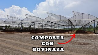 ¿Cómo hacer COMPOSTA con BOVINAZA ¡Así lo hace Colono Real [upl. by Whitman466]