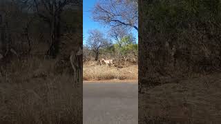 Punda maria Kruger national park [upl. by Latsyc]