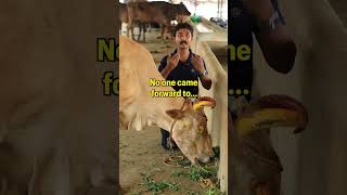 This cow lost her eye animals cows animalrescue rescued sanctuary viral [upl. by Weston]