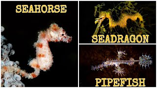 SEAHORSE SEADRAGON AND PIPEFISH SYNGNATHIDAE FAMILY [upl. by Adiehsar]