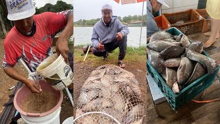 40kg de TILÁPIA em menos de 4 horas de pesca  PESQUEIRO DO MARCO PAULÍNIA SP [upl. by Atyekram]