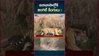 iSmart News  జనావాసాల్లోకి జంగల్ కింగులు   Forest Animals into Villages  TV9 [upl. by Iclek]