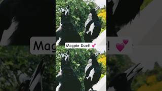 Australian Magpie Sounds [upl. by Neelloj121]