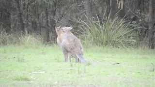 Australian wildlife Rednecked wallabies courting [upl. by Arihat]