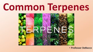 Common Terpenes [upl. by Jaret]