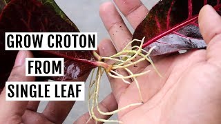 Grow Croton from Leaf in Water  No SOIL Needed [upl. by Lassiter799]