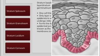 Epidermis Layers  Layers of Skin  Wound Care Education [upl. by Otte]