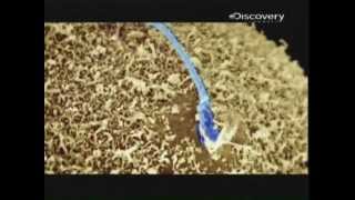 Documental  quotLos espermatozoides y la gran carrera hacia la fecundaciónquot Discovery Channel P17 [upl. by Lurline85]