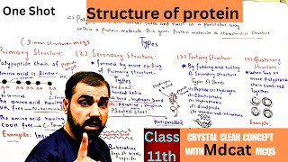 Structure of protein  primary  secondary  tertiary  Quaternary  class 11th  in Urdu  Hindi [upl. by Jamill]