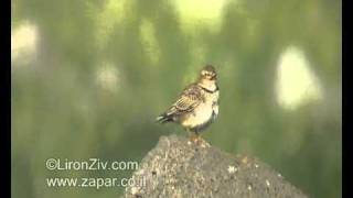 Calandra Lark singing עפרוני ענק [upl. by Notnirb]